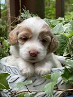 Rosie Gambler 3 WK OLD pups 301