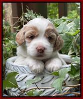 Rosie Gambler 3 WK OLD pups 311