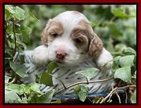 Rosie Gambler 3 WK OLD pups 321