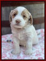 Rosie Gambler 4 WK OLD pups 281