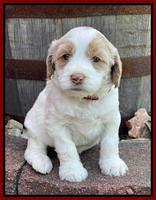Rosie Gambler 4 WK OLD pups 301