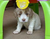 Rosie Gambler 5 WK OLD pups 421