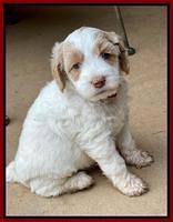 Rosie Gambler 5 WK OLD pups 431