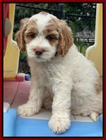 Rosie Gambler 7 wk old 451
