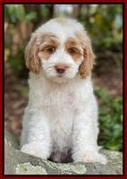 Rosie Gambler 8 wks old 151
