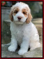 Rosie Gambler 8 wks old 161
