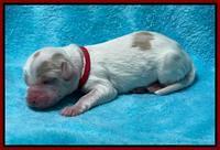 Rosie Gambler newborn pups 201