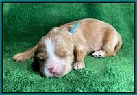 Rosie Gambler 2 WK OLD pups 171