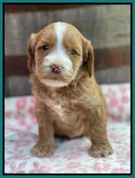 Rosie Gambler 4 WK OLD pups 341