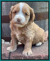 Rosie Gambler 4 WK OLD pups 351