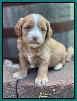 Rosie Gambler 4 WK OLD pups 361