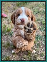 Rosie Gambler 6 wk old 411