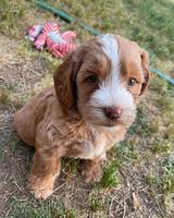 Rosie Gambler 6 wk old 421