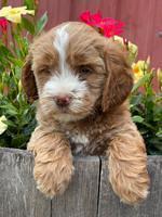 Rosie Gambler 6 wk old 431