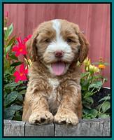 Rosie Gambler 6 wk old 451