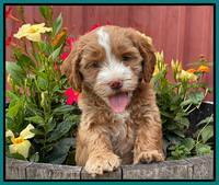 Rosie Gambler 6 wk old 461