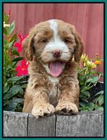 Rosie Gambler 6 wk old 481