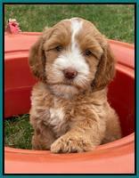 Rosie Gambler 7 wk old 591