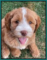 Rosie Gambler 7 wk old 601