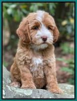 Rosie Gambler 8 wks old 6103321