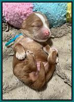 Rosie Gambler ONE WK OLD pups 251