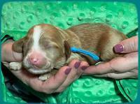 Rosie Gambler ONE WK OLD pups 261