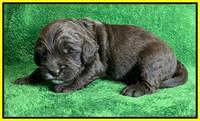 Rosie Gambler 2 WK OLD pups 181