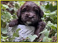 Rosie Gambler 3 WK OLD pups 451
