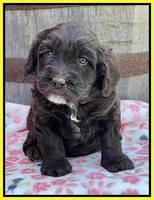 Rosie Gambler 4 WK OLD pups 421