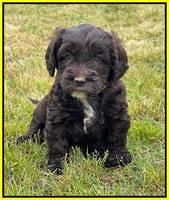 Rosie Gambler 5 WK OLD pups 531