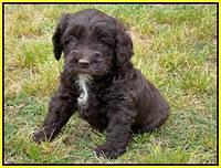 Rosie Gambler 5 WK OLD pups 551