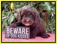 Rosie Gambler 5 WK OLD pups 561