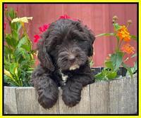 Rosie Gambler 6 wk old 161