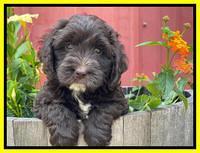 Rosie Gambler 6 wk old 171