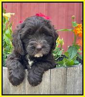 Rosie Gambler 6 wk old 201