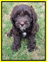 Rosie Gambler 7 wk old 181