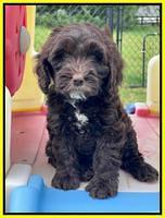 Rosie Gambler 7 wk old 251