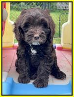 Rosie Gambler 7 wk old 271