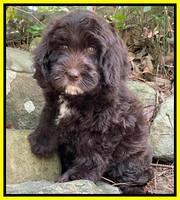 Rosie Gambler 8 wks old 181