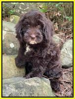 Rosie Gambler 8 wks old 191