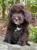 Rosie Gambler 8 wks old 211