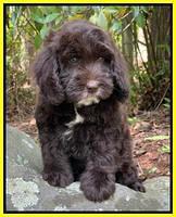 Rosie Gambler 8 wks old 231