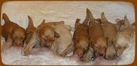 SR pups 1 wk old 41