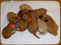 SR pups 2 wks old group 2