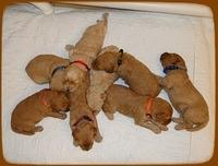 SR pups 2 wks old group 3
