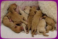 Sadie Mae newborn group pics 2