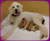 Sadie Mae newborn group pics 4