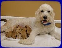 Sadie Mae newborn puppys 7 10 2011