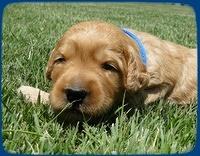 SR pups 2 wks old 40