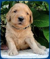 SR pups 3 wks old 27